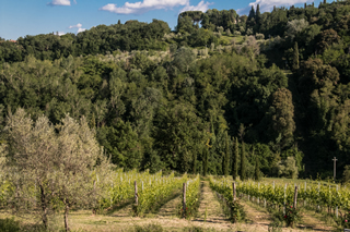 Restaurant Da Nisio San Gimignano Siena Tuscany